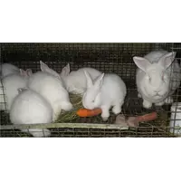 Премиксы для кроликов, Польша